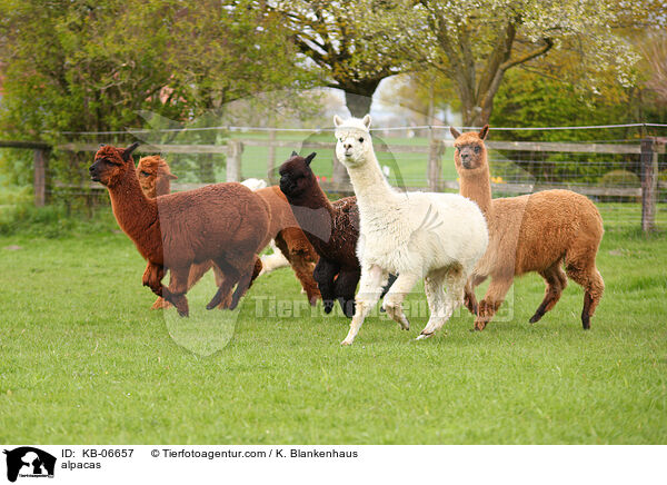 alpacas / KB-06657