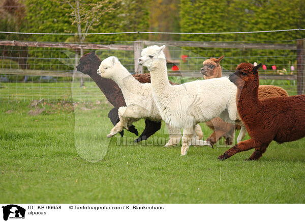 Alpakas / alpacas / KB-06658