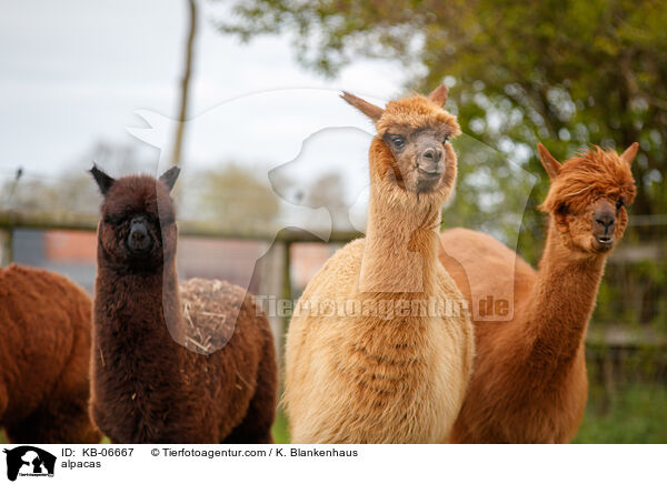 alpacas / KB-06667