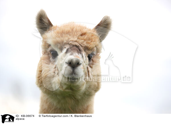 Alpaka / alpaca / KB-06674