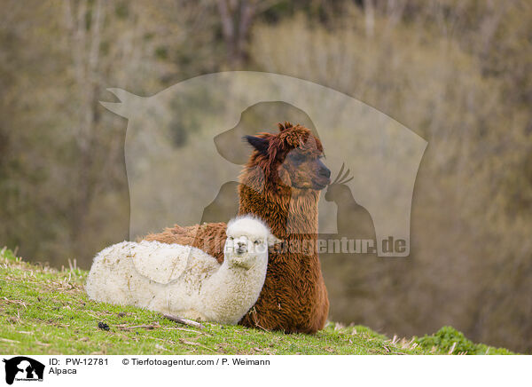 Alpaca / PW-12781