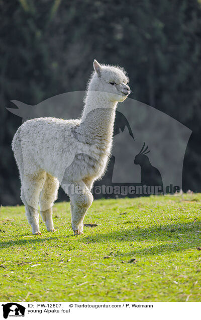 young Alpaka foal / PW-12807