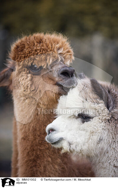 alpacas / MM-01002