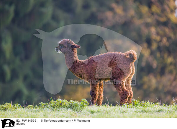 Alpaka / alpaca / PW-14565