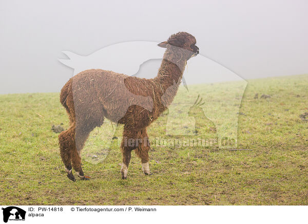 Alpaka / alpaca / PW-14818