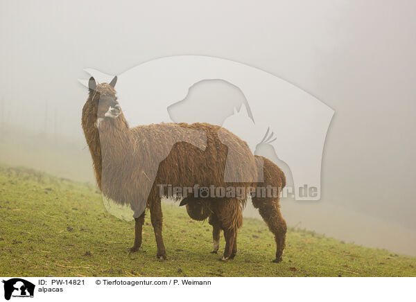 Alpakas / alpacas / PW-14821