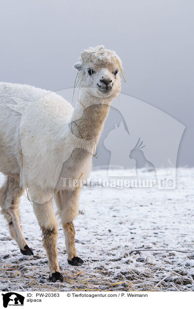 Alpaka / alpaca / PW-20363