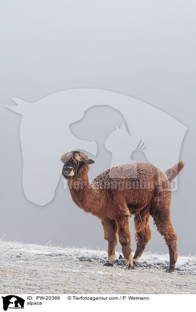 Alpaka / alpaca / PW-20366