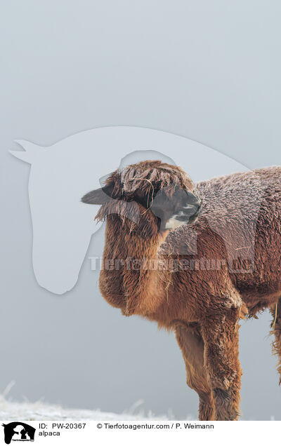 Alpaka / alpaca / PW-20367