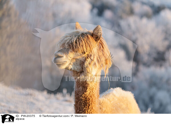 Alpaka / alpaca / PW-20375