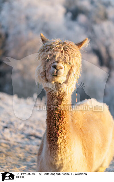 Alpaka / alpaca / PW-20376