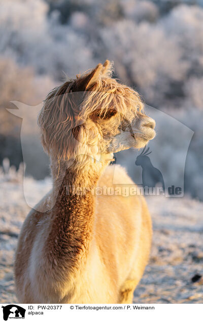 Alpaka / alpaca / PW-20377