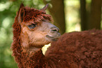 alpaca head