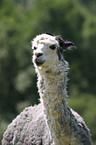 alpaca head