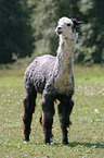 alpaca