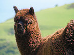 alpaca