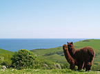 alpacas