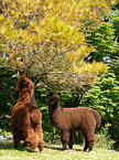 alpacas