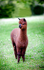 alpaca