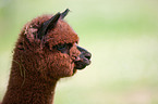 alpaca