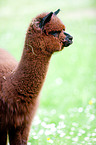 alpaca