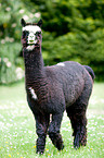 alpaca