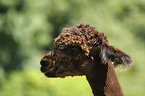 alpaca