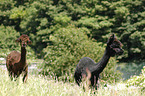 alpacas