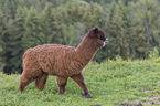 alpaca