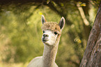 Alpaca