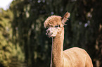 Alpaca portrait