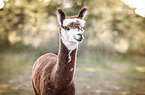 Alpaca