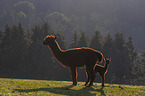 Alpacas