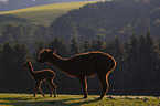 Alpacas