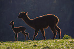 Alpacas