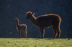 Alpacas