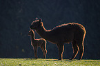 Alpacas