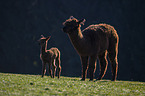 Alpacas