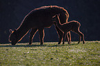 Alpacas
