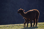 Alpacas