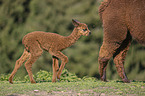 Alpacas