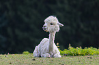 alpaca