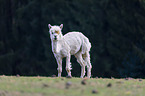 alpaca