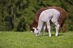 alpacas