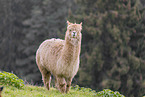 alpaca