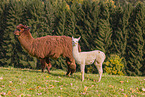 alpacas