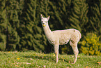 alpaca