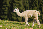 alpaca