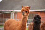 alpacas