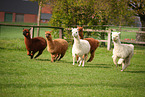 alpacas